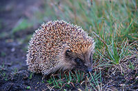 Herisson - Hedgehog - 16565