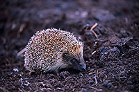 Herisson - Hedgehog - 16566