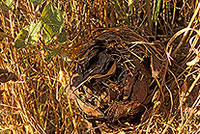Nid de Muscardin - Dormouse nest - 16807 Nid de Muscardin - Dormouse nest - 16807