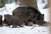 Sanglier - Wild Boar - 17039