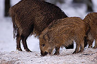 Sanglier - Wild Boar - 17044