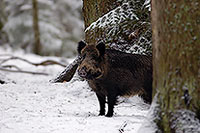 Sanglier - Wild Boar - 17048