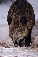 Sanglier - Wild Boar - 17049