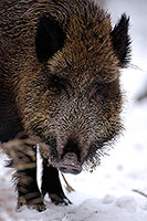 Sanglier - Wild Boar - 17051