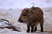 Sanglier - Wild Boar - 17053