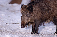 Sanglier - Wild Boar - 17054 Sanglier - Wild Boar - 17054