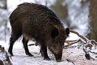 Sanglier - Wild Boar - 17055
