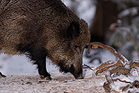 Sanglier - Wild Boar - 17057 Sanglier - Wild Boar - 17057