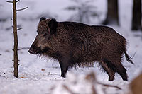 Sanglier - Wild Boar - 17058