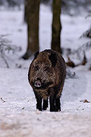 Sanglier - Wild Boar - 17060