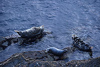 Phoque gris - Grey Seal - 16826