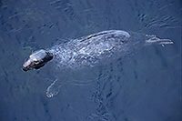 Phoque gris - Grey Seal - 16824