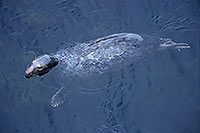 Phoque gris - Grey Seal - 16824 Phoque gris - Grey Seal - 16824