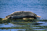 Phoque gris - Grey Seal - 16828