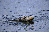 Phoque gris - Grey Seal - 16835