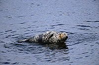 Phoque gris - Grey Seal - 16835