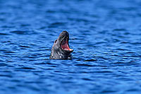 Phoque gris - Grey Seal - 16837