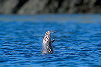 Phoque gris - Grey Seal - 16838