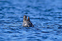 Phoque gris - Grey Seal - 16840