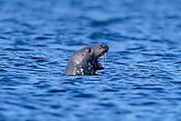 Phoque gris - Grey Seal - 16841 Phoque gris - Grey Seal - 16841