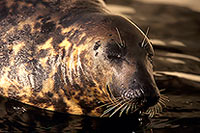 Phoque gris - Grey Seal - 16843 Phoque gris - Grey Seal - 16843