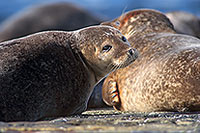 Phoque veau-marin - Harbour Seal  - 16849