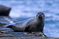 Phoque veau-marin - Harbour Seal  - 16854
