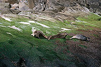 Phoque veau-marin - Harbour Seal  - 16860