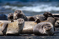 Phoque veau-marin - Harbour Seal  - 16862