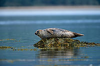 Phoque veau-marin - Harbour Seal  - 16864