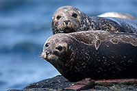 Phoque veau-marin - Harbour Seal  - 16868