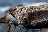 Phoque veau-marin - Harbour Seal  - 16869