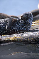 Phoque veau-marin - Harbour Seal  - 16870