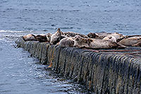 Phoque veau-marin - Harbour Seal  - 16871