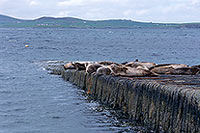 Phoque veau-marin - Harbour Seal  - 16872