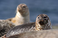 Phoque veau-marin - Harbour Seal  - 16873