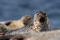 Phoque veau-marin - Harbour Seal  - 16874