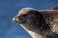 Phoque veau-marin - Harbour Seal  - 16879