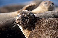 Phoque veau-marin - Harbour Seal  - 16881