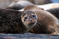 Phoque veau-marin - Harbour Seal  - 16882