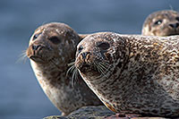 Phoque veau-marin - Harbour Seal  - 16883