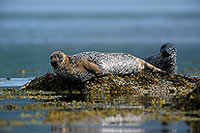 Phoque veau-marin - Harbour Seal  - 16886