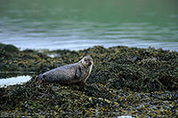Phoque veau-marin - Harbour Seal  - 16889