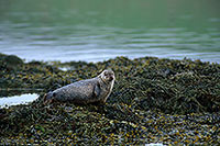 Phoque veau-marin - Harbour Seal - 16889 Phoque veau-marin - Harbour Seal - 16889