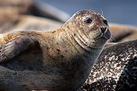 Phoque veau-marin - Harbour Seal  - 16890