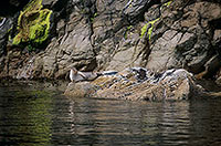 Phoque veau-marin - Harbour Seal  - 16891