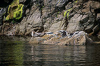 Phoque veau-marin - Harbour Seal - 16891 Phoque veau-marin - Harbour Seal - 16891