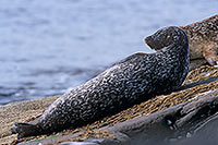 Phoque veau-marin - Harbour Seal  - 16892