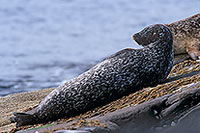 Phoque veau-marin - Harbour Seal - 16892 Phoque veau-marin - Harbour Seal - 16892