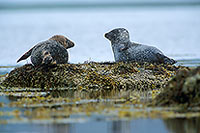 Phoque veau-marin - Harbour Seal  - 16895